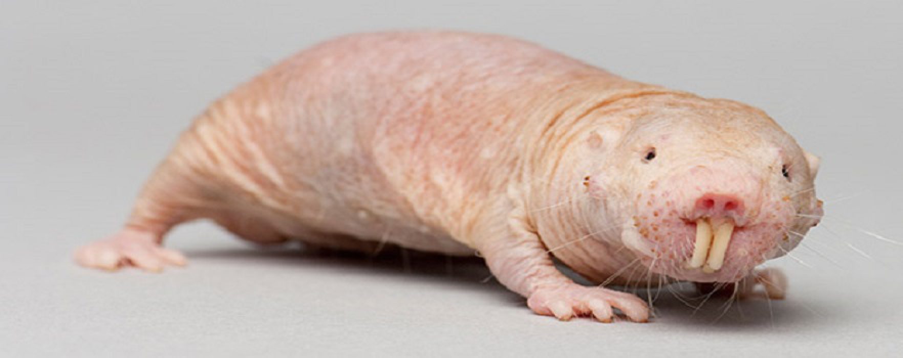 naked-mole-rat-1764x700.jpg